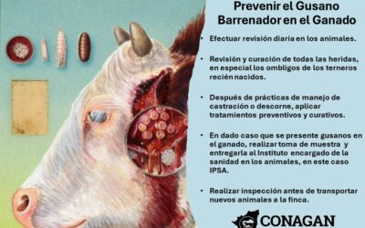 Medidas para prevenir el gusano barrenador en el ganado